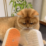 Brosse vapeur chat — GIF démonstration